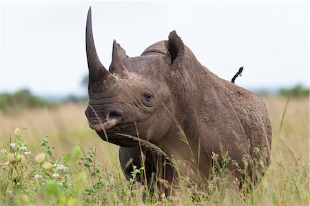 Black rhino (Diceros bicornis) male, Phinda private game reserve, KwaZulu Natal, South Africa, Africa Stock Photo - Rights-Managed, Code: 841-07355008