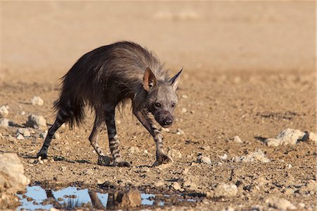 Brown hyena (Hyaena brunnea), Kgalagadi Transfrontier National Park, Northern Cape, South Africa, Africa Stock Photo - Rights-Managed, Code: 841-07355015
