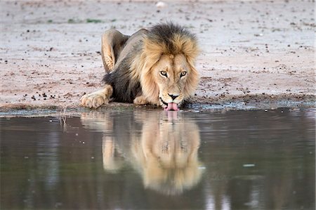 simsearch:841-07782263,k - Lion (Panthera leo) drinking, Kgalagadi Transfrontier Park, South Africa, Africa Foto de stock - Con derechos protegidos, Código: 841-07355017