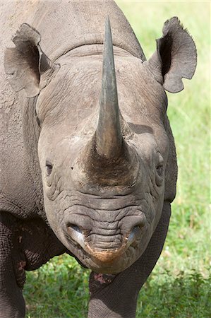 rinoceronte negro - Black rhino (Diceros bicornis) male, Phinda private game reserve, KwaZulu Natal, South Africa, Africa Foto de stock - Con derechos protegidos, Código: 841-07355011