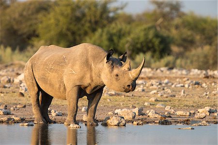 etosha national park - Black rhino (Diceros bicornis), Etosha National Park, Namibia, Africa Photographie de stock - Rights-Managed, Code: 841-07355013