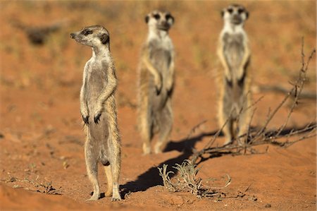 simsearch:841-09059986,k - Meerkat (Suricata suricatta), Kgalagadi Transfrontier Park, Northern Cape, South Africa, Africa Photographie de stock - Rights-Managed, Code: 841-07355027