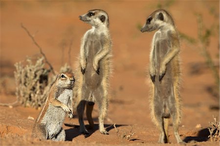 simsearch:841-09059986,k - Meerkat (Suricata suricatta), Kgalagadi Transfrontier Park, Northern Cape, South Africa, Africa Foto de stock - Con derechos protegidos, Código: 841-07355028