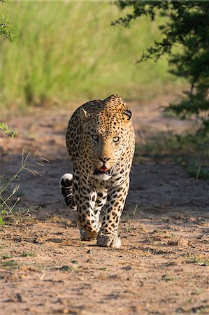 Male leopard (Panthera pardus), Phinda game reserve, KwaZulu Natal, South Africa, Africa Photographie de stock - Rights-Managed, Code: 841-07355030