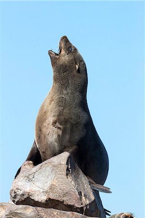 simsearch:841-03060952,k - South African (Cape) fur seal (Arctocephalus pusillus pusillus), Cape Cross breeding colony, Namibia, May 2013 Foto de stock - Con derechos protegidos, Código: 841-07355031