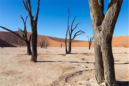 dead vlei - Dead Vlei, Namib Desert, Namibia, Africa Photographie de stock - Rights-Managed, Code: 841-07355033