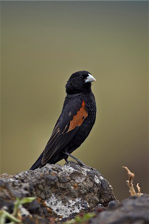 simsearch:649-09016820,k - Fan-tailed widowbird (red-shouldered widowbird) (Euplectes axillaris), Ngorongoro Crater, Tanzania, East Africa, Africa Foto de stock - Direito Controlado, Número: 841-07355056