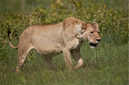 simsearch:841-03061612,k - Lioness (Lion, Panthera leo), Ngorongoro Crater, Tanzania, East Africa, Africa Photographie de stock - Rights-Managed, Code: 841-07355058