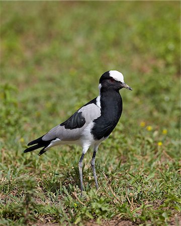 simsearch:841-03490253,k - Blacksmith plover (blacksmith lapwing) (Vanellus armatus), Ngorongoro Crater, Tanzania, East Africa, Africa Photographie de stock - Rights-Managed, Code: 841-07355052