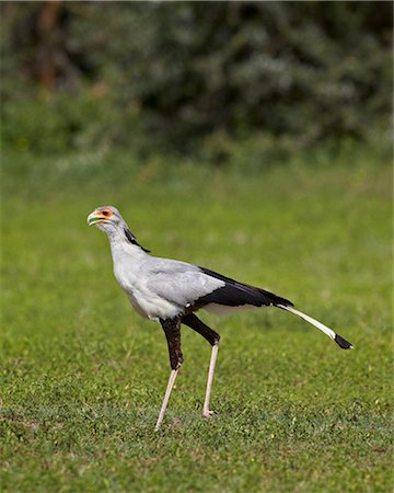 secretary bird - Secretarybird (Sagittarius serpentarius), Ngorongoro Crater, Tanzania, East Africa, Africa Stock Photo - Rights-Managed, Code: 841-07355053