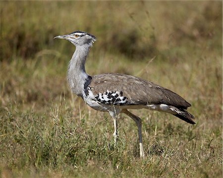 simsearch:841-03490253,k - Kori bustard (Ardeotis kori), Ngorongoro Crater, Tanzania, East Africa, Africa Photographie de stock - Rights-Managed, Code: 841-07355068