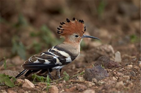 African hoopoe (Upupa africana) with its crest erected, Ngorongoro Crater, Tanzania, East Africa, Africa Photographie de stock - Rights-Managed, Code: 841-07355062