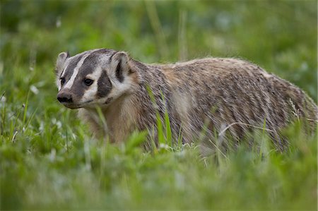 simsearch:841-08031437,k - Badger (Taxidea taxus), Yellowstone National Park, Wyoming, United States of America, North America Photographie de stock - Rights-Managed, Code: 841-07355074