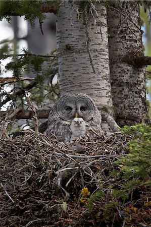 Great gray owl (great grey owl) (Strix nebulosa) female and 8-day-old chick, Yellowstone National Park, Wyoming, United States of America, North America Photographie de stock - Rights-Managed, Code: 841-07355076