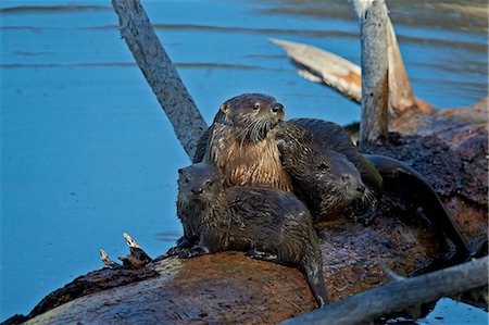 simsearch:841-03490235,k - River otter (Lutra canadensis) mother and two pups, Yellowstone National Park, Wyoming, United States of America, North America Foto de stock - Con derechos protegidos, Código: 841-07355078