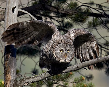 simsearch:841-09147472,k - Great gray owl (great grey owl) (Strix nebulosa) adult leaving a perch, Yellowstone National Park, Wyoming, United States of America, North America Photographie de stock - Rights-Managed, Code: 841-07355079