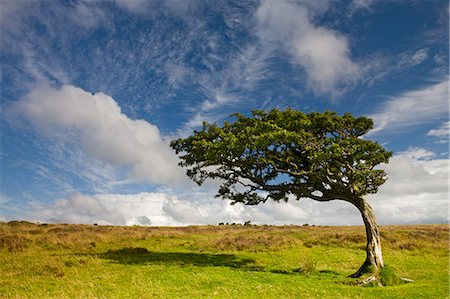 exmoor - Windswept tree on moorland in Exmoor National Park, Devon, England, United Kingdom, Europe Stock Photo - Rights-Managed, Code: 841-07355124