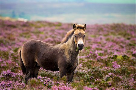 exmoor national park - Exmoor Pony grazing in flowering heather in the summer, Dunkery Hill, Exmoor National Park, Somerset, England, United Kingdom, Europe Foto de stock - Con derechos protegidos, Código: 841-07355125
