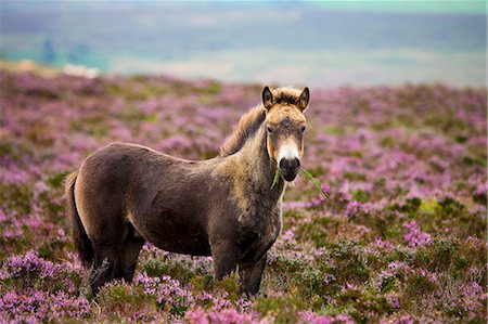 simsearch:841-06342380,k - Exmoor Pony grazing in flowering heather in the summer, Dunkery Hill, Exmoor National Park, Somerset, England, United Kingdom, Europe Photographie de stock - Rights-Managed, Code: 841-07355125