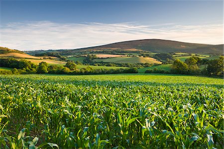exmoor national park - Summer crop field near Tivington, Exmoor National Park, Somerset, England, United Kingdom, Europe Foto de stock - Con derechos protegidos, Código: 841-07355123