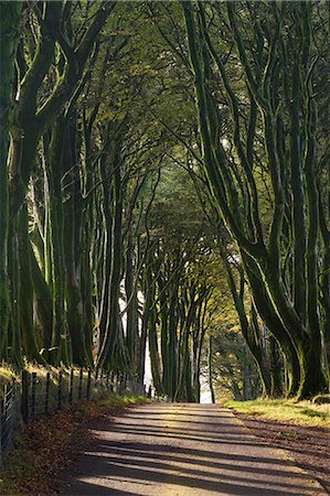 simsearch:841-07355175,k - Tree lined country lane in autumn on Dartmoor, Devon, England, United Kingdom, Europe Foto de stock - Con derechos protegidos, Código: 841-07355132