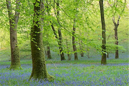 Bluebell woodland in spring, Exmoor National Park, Somerset, England, United Kingdom, Europe Foto de stock - Con derechos protegidos, Código: 841-07355167