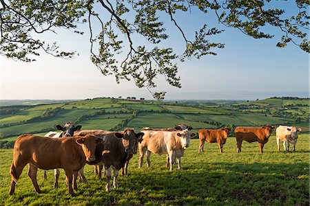 english country farms - Cattle grazing in rolling countryside, Stockleigh Pomeroy, Devon, England, United Kingdom, Europe Stock Photo - Rights-Managed, Code: 841-07355176