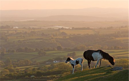 poulain - Dartmoor pony and foal grazing on moorland in summer, backed by rolling Devon countryside, Dartmoor, Devon, England, United Kingdom, Europe Photographie de stock - Rights-Managed, Code: 841-07355171