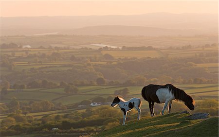 puledro - Dartmoor pony and foal grazing on moorland in summer, backed by rolling Devon countryside, Dartmoor, Devon, England, United Kingdom, Europe Fotografie stock - Rights-Managed, Codice: 841-07355171