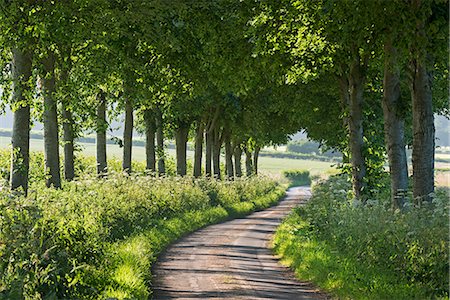 simsearch:841-07355189,k - Winding tree lined country lane in summer, Dorset, England, United Kingdom, Europe Photographie de stock - Rights-Managed, Code: 841-07355191