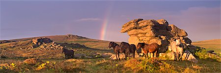 saddle tor - Dartmoor Ponies shelter beside a granite outcrop in summer near Saddle Tor, Dartmoor National Park, Devon, England, United Kingdom, Europe Foto de stock - Con derechos protegidos, Código: 841-07355207