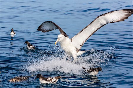 simsearch:879-09190002,k - White-capped albatross, Thalassarche steadi, landing at bait bucket off Kaikoura, South Island, New Zealand Photographie de stock - Rights-Managed, Code: 841-07457051