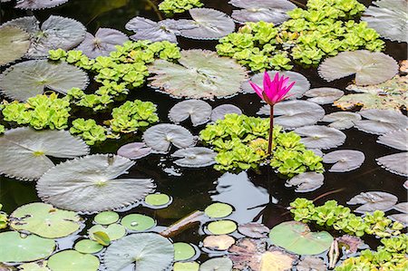 phnom penh cambodia - Water-lilies, Nymphaea spp, in Phnom Penh, along the Mekong River, Cambodia, Indochina, Southeast Asia, Asia Stock Photo - Rights-Managed, Code: 841-07457078