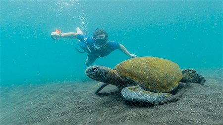 Adult green sea turtle (Chelonia mydas) underwater with snorkeler near Isabela Island, Galapagos Islands, Ecuador, South America Foto de stock - Con derechos protegidos, Código: 841-07457086