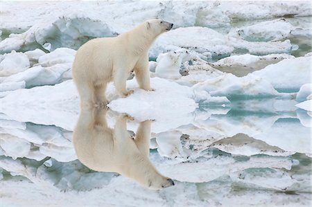 Female polar bear reflecting in the water (Ursus Maritimus), Wrangel Island, UNESCO World Heritage Site, Chuckchi Sea, Chukotka, Russia, Eurasia Stockbilder - Lizenzpflichtiges, Bildnummer: 841-07457130