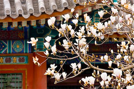 summer palace - Magnolia tree at The Summer Palace, Beijing, China Foto de stock - Con derechos protegidos, Código: 841-07457233