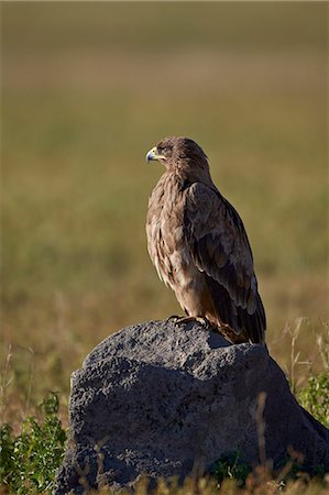 simsearch:841-03490247,k - Tawny eagle (Aquila rapax), Ngorongoro Crater, Tanzania, East Africa, Africa Photographie de stock - Rights-Managed, Code: 841-07457380