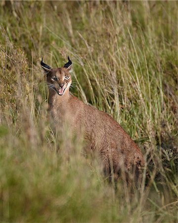 simsearch:841-07457452,k - Caracal (Caracal caracal) calling her cub, Serengeti National Park, Tanzania, East Africa, Africa Stock Photo - Rights-Managed, Code: 841-07457383