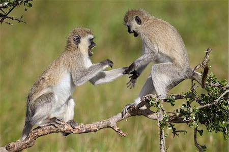 singe - Two vervet monkeys (Chlorocebus aethiops) playing, Serengeti National Park, Tanzania, East Africa, Africa Photographie de stock - Rights-Managed, Code: 841-07457394