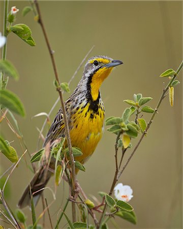 simsearch:841-07457436,k - Yellow-throated longclaw (Macronyx croceus), Serengeti National Park, Tanzania, East Africa, Africa Stock Photo - Rights-Managed, Code: 841-07457391