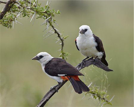 simsearch:841-07457439,k - Two white-headed buffalo-weaver (Dinemellia dinemelli), Serengeti National Park, Tanzania, East Africa, Africa Foto de stock - Con derechos protegidos, Código: 841-07457392