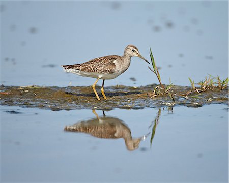 simsearch:841-07457428,k - Immature wood sandpiper (Tringa glareola), Serengeti National Park, Tanzania, East Africa, Africa Photographie de stock - Rights-Managed, Code: 841-07457393