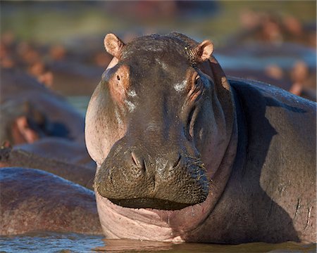 simsearch:841-07457427,k - Hippopotamus (Hippopotamus amphibius), Serengeti National Park, Tanzania, East Africa, Africa Foto de stock - Con derechos protegidos, Código: 841-07457409