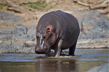 simsearch:841-07457452,k - Hippopotamus (Hippopotamus amphibius), Serengeti National Park, Tanzania, East Africa, Africa Stock Photo - Rights-Managed, Code: 841-07457402