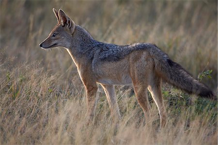 simsearch:841-03060931,k - Black-backed jackal (silver-backed jackal) (Canis mesomelas), Serengeti National Park, Tanzania, East Africa, Africa Photographie de stock - Rights-Managed, Code: 841-07457418