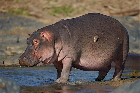 simsearch:841-07457428,k - Hippopotamus (Hippopotamus amphibius) in shallow water, Serengeti National Park, Tanzania, East Africa, Africa Stock Photo - Rights-Managed, Code: 841-07457410