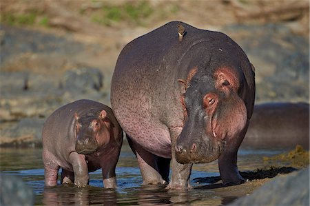 simsearch:841-07457444,k - Hippopotamus (Hippopotamus amphibius) mother and calf, Serengeti National Park, Tanzania, East Africa, Africa Photographie de stock - Rights-Managed, Code: 841-07457411