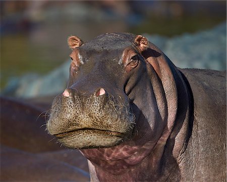 Hippopotamus (Hippopotamus amphibius), Serengeti National Park, Tanzania, East Africa, Africa Photographie de stock - Rights-Managed, Code: 841-07457412