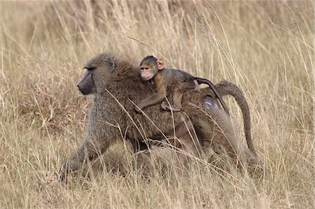 simsearch:841-07457418,k - Olive baboon (Papio cynocephalus anubis) infant riding on its mother's back, Serengeti National Park, Tanzania, East Africa, Africa Photographie de stock - Rights-Managed, Code: 841-07457424