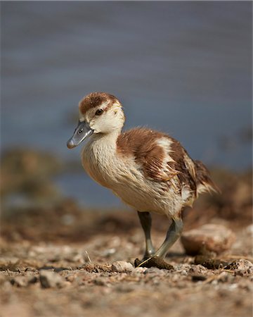 simsearch:841-03490247,k - Egyptian goose (Alopochen aegyptiacus) gosling, Serengeti National Park, Tanzania, East Africa, Africa Photographie de stock - Rights-Managed, Code: 841-07457426